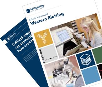 Application Guide Western Blot_thumbnail