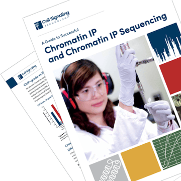 Blog ChIP Guide CTA Thumbnail2