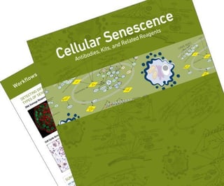 Cellular Senescence CTA thumbnail