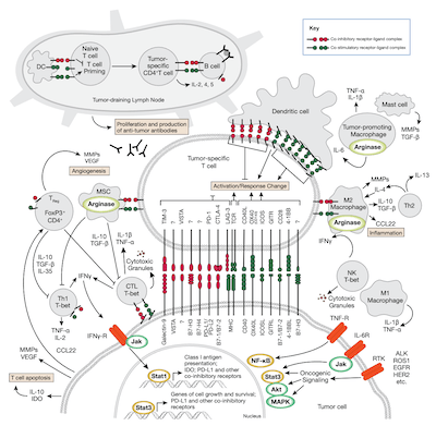 Immune Checkpoint Signaling in the TME pathway_CTA thumbnail