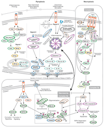 Necrotic cell death pathway thumbnail