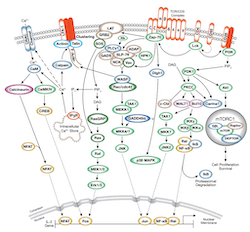 T Cell Receptor Signaling pathway thumbnail