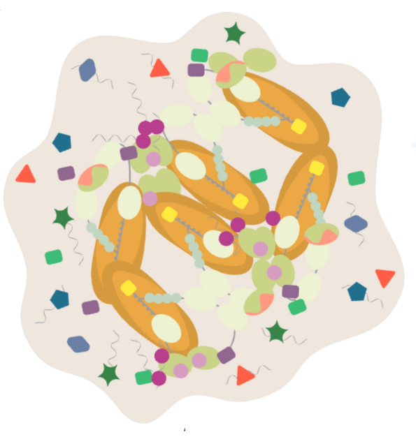 Stress Granule Lifecycle